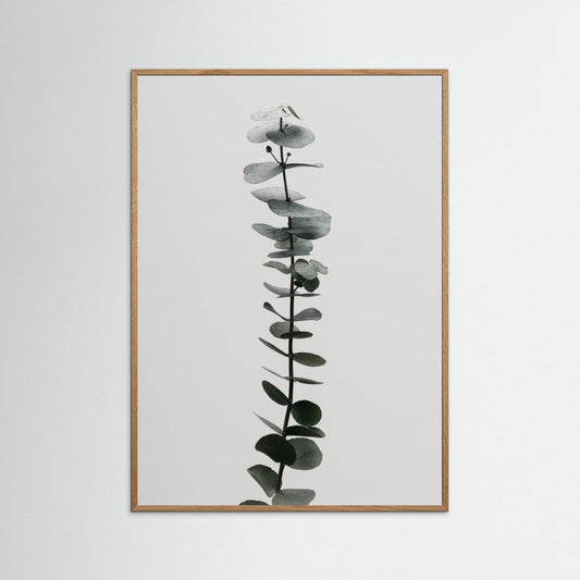 Eucalyptus Natural 02 by Pictufy Studio Iii