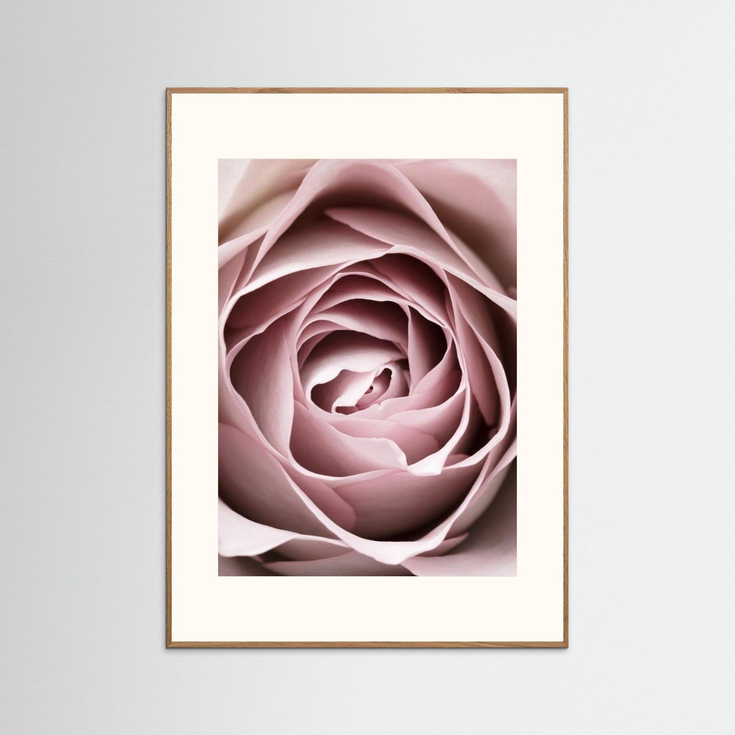 Pink Rose No 04 by Pictufy Studio Iii