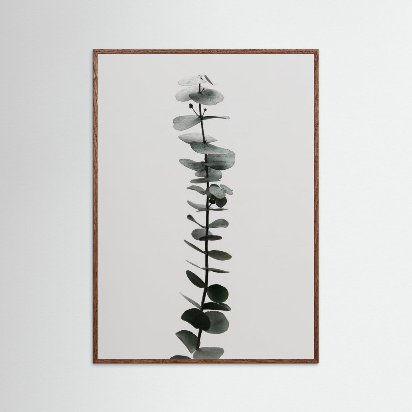 Eucalyptus Natural 02 by Pictufy Studio Iii