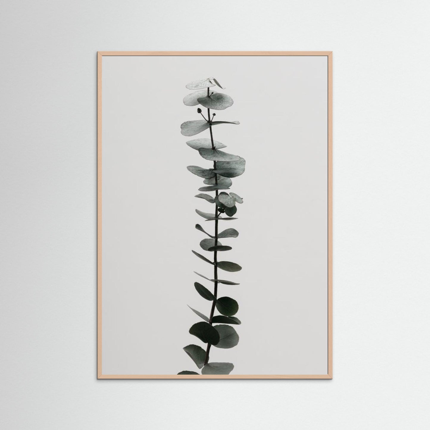 Eucalyptus Natural 02 by Pictufy Studio Iii