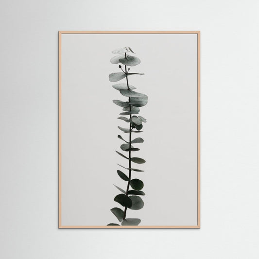 Eucalyptus Natural 02 by Pictufy Studio Iii