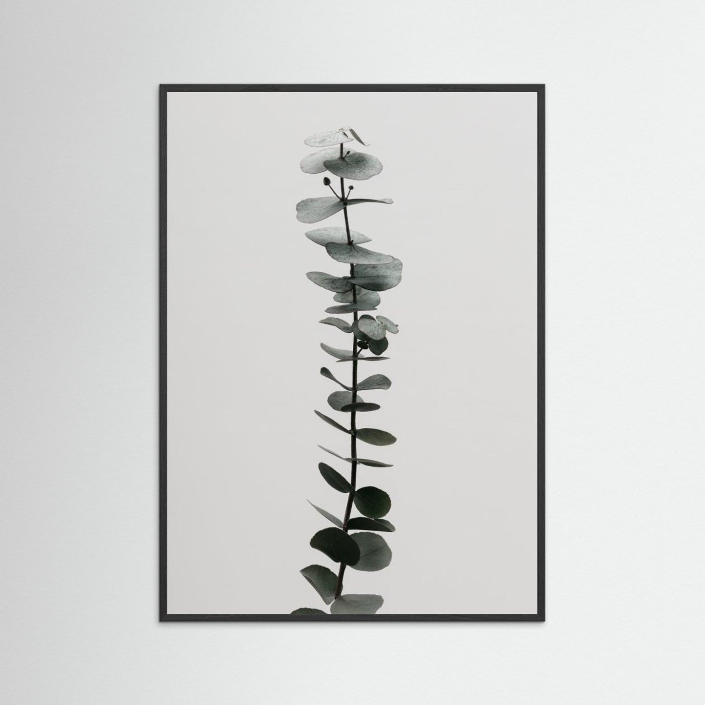 Eucalyptus Natural 02 by Pictufy Studio Iii