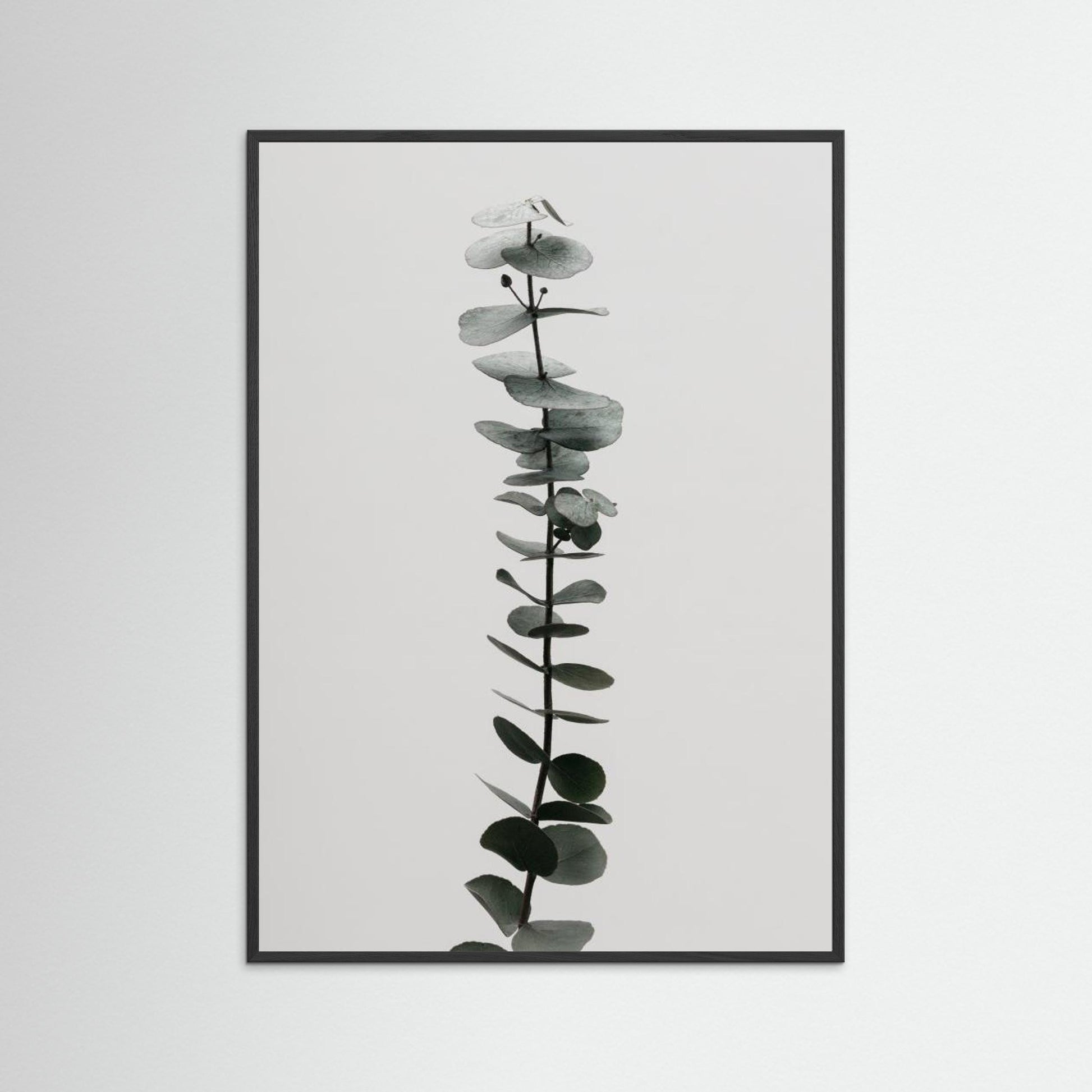 Eucalyptus Natural 02 by Pictufy Studio Iii