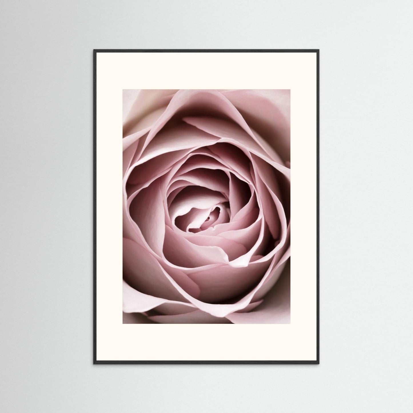 Pink Rose No 04 by Pictufy Studio Iii