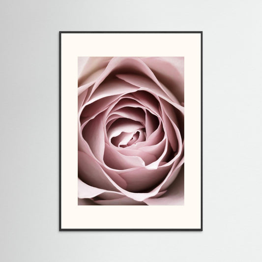 Pink Rose No 04 by Pictufy Studio Iii