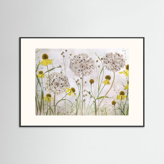 Alliums and heleniums by Mandy Disher