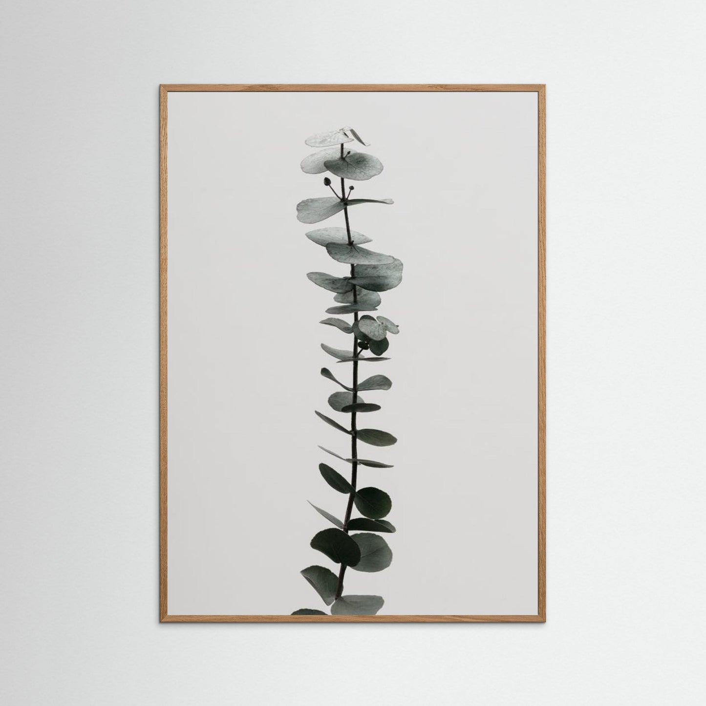 Eucalyptus Natural 02 by Pictufy Studio Iii