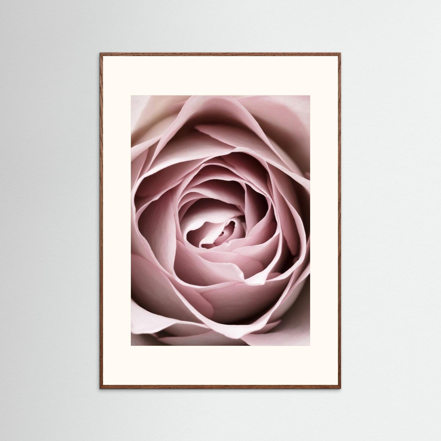 Pink Rose No 04 by Pictufy Studio Iii