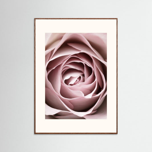 Pink Rose No 04 by Pictufy Studio Iii